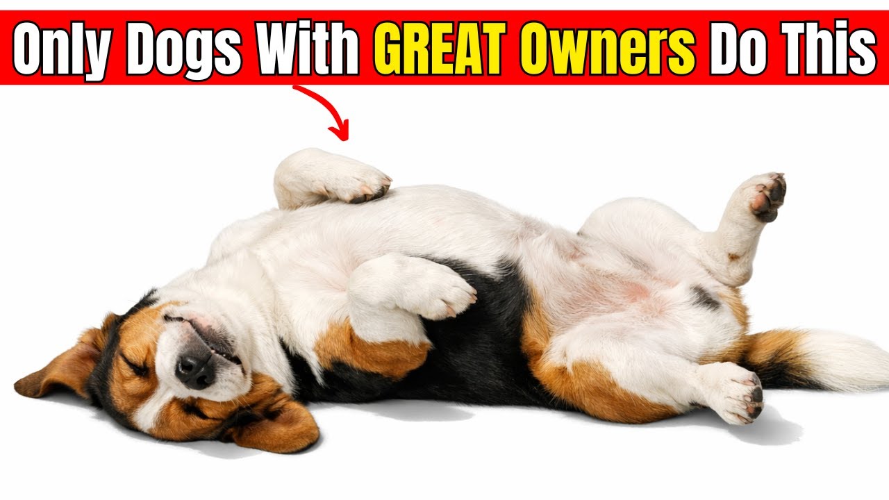 19 Rare Things Dogs Do… Only If You’re a Truly GREAT Owner