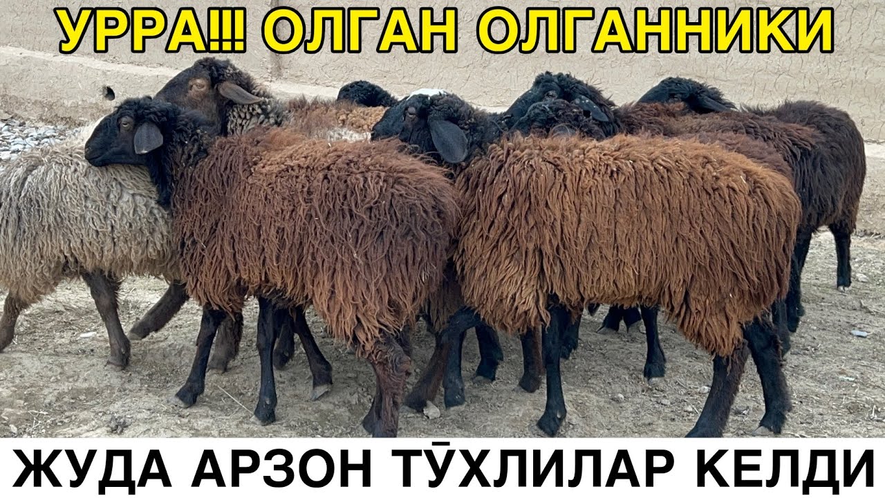 ТЕКИНГА ҚӮЗИ БЕРИЛАДИ.☎️998916429101  ☎️998954451656 ҚАРШИ КАРВОН МОЛ БОЗОРИДАН АРЗОН.