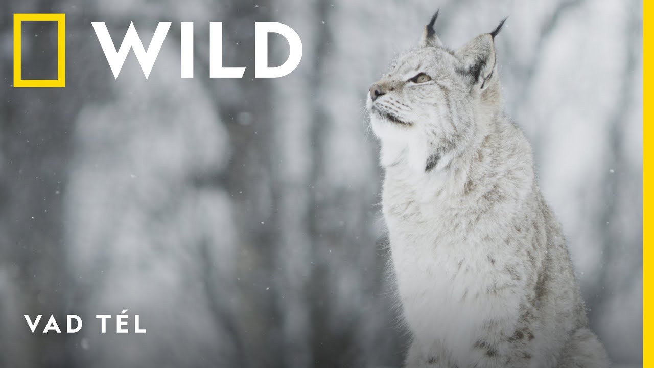Vad t&eacute;l december 4-től h&eacute;tv&eacute;genk&eacute;nt 18:00-kor ǀ National Geographic WILD