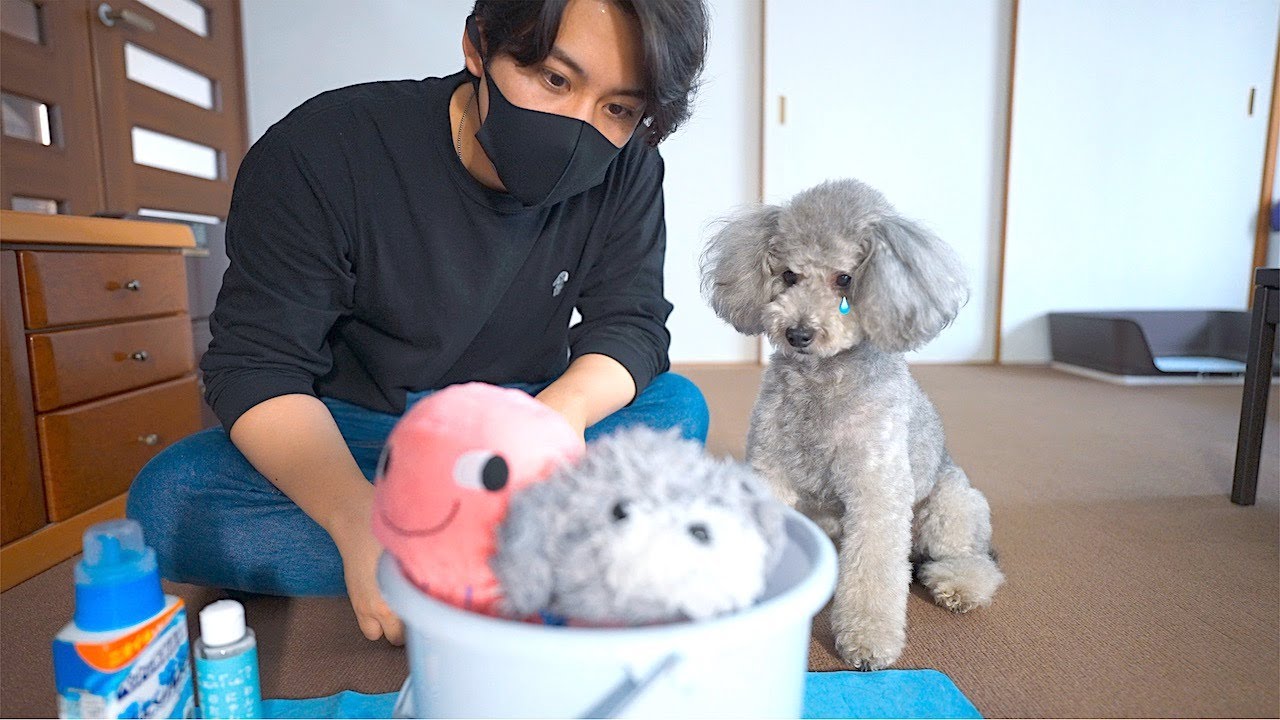 🐶犬の一番お気に入りのぬいぐるみを洗濯したら・・・切なくて胸が締め付けられました。【トイプードル】