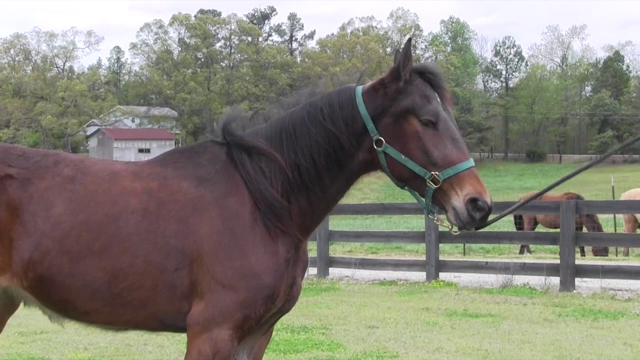 Young Speed Racking Standardbred Fillies in Training - Jacob Parks Horsemanship