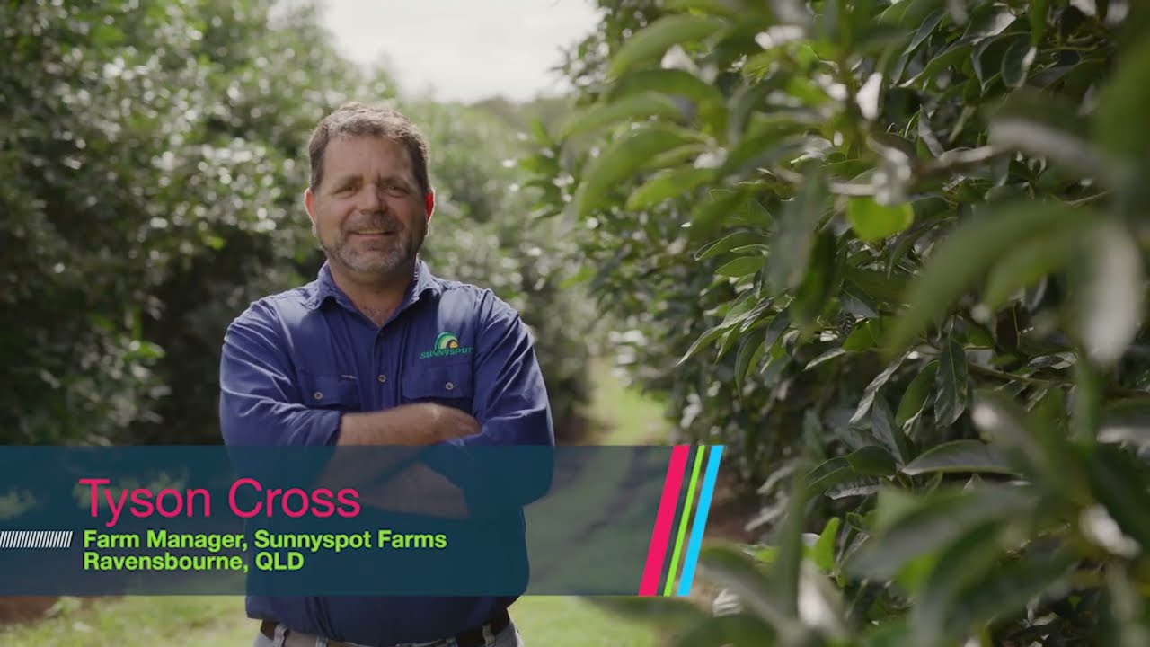 Avocado farm tackling key diseases and achieving exceptional fruit quality with Serenade Prime