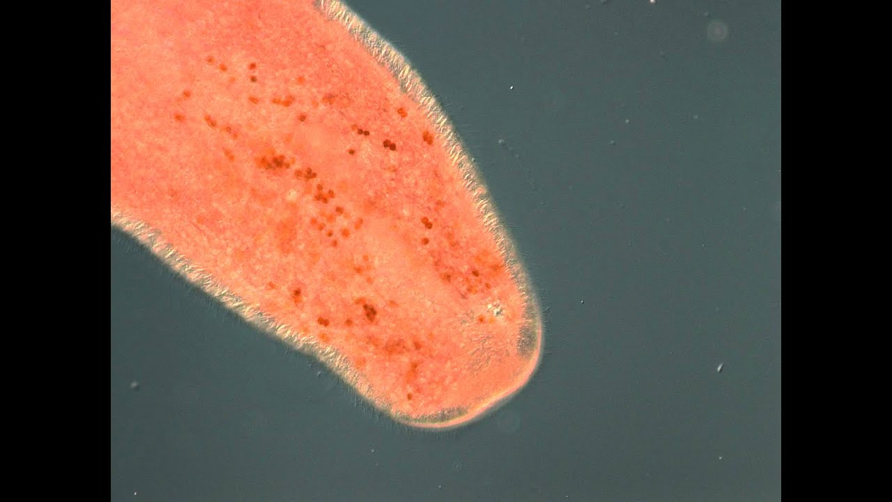 A planula of Acropora digitifera with symbiodinium コユビミドリイシのプラヌラ幼生と共生している褐虫藻(赤色)