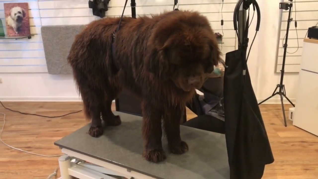 Neufundländer Odin - beim Friseur
