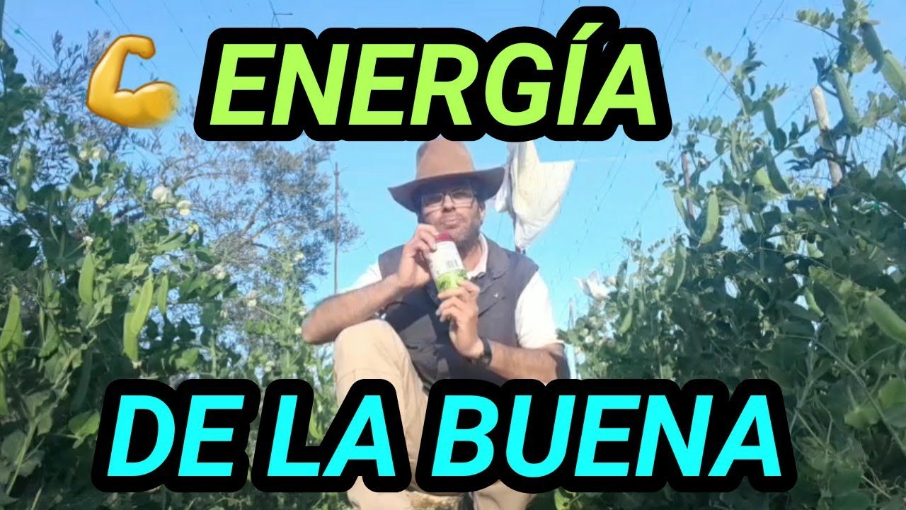 UNO DE LOS MEJORES PROTECTORES HEPÁTICOS QUE FORTALECEN EL CRECIMIENTO DE PICHONES..(TE LO EXPLICO)