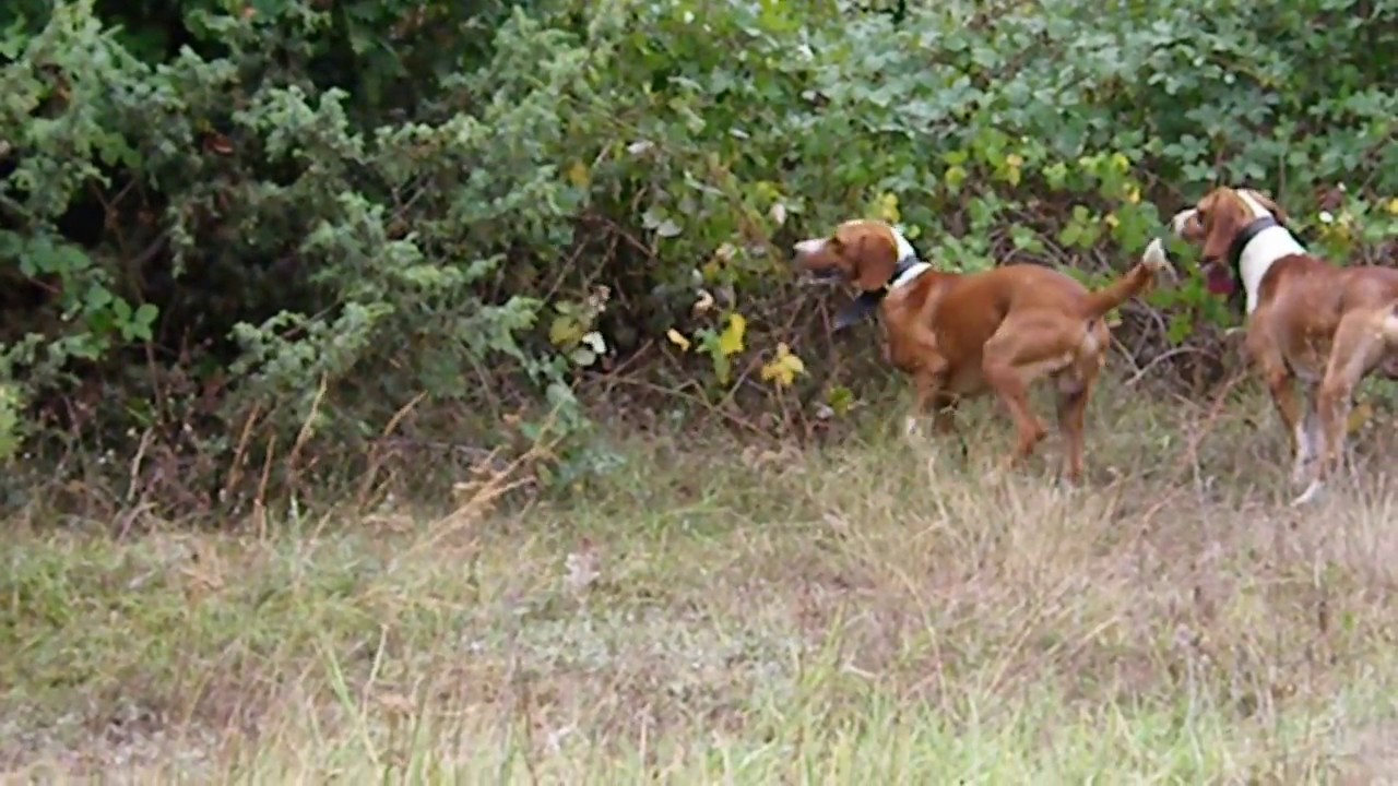 Posavski gonici-gater(Wild Boar)