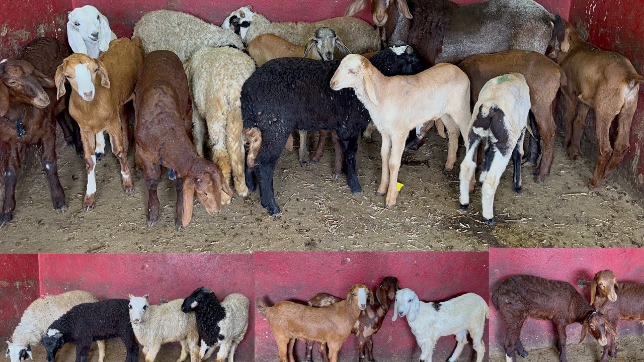 Multiple breeds Available at one place 
