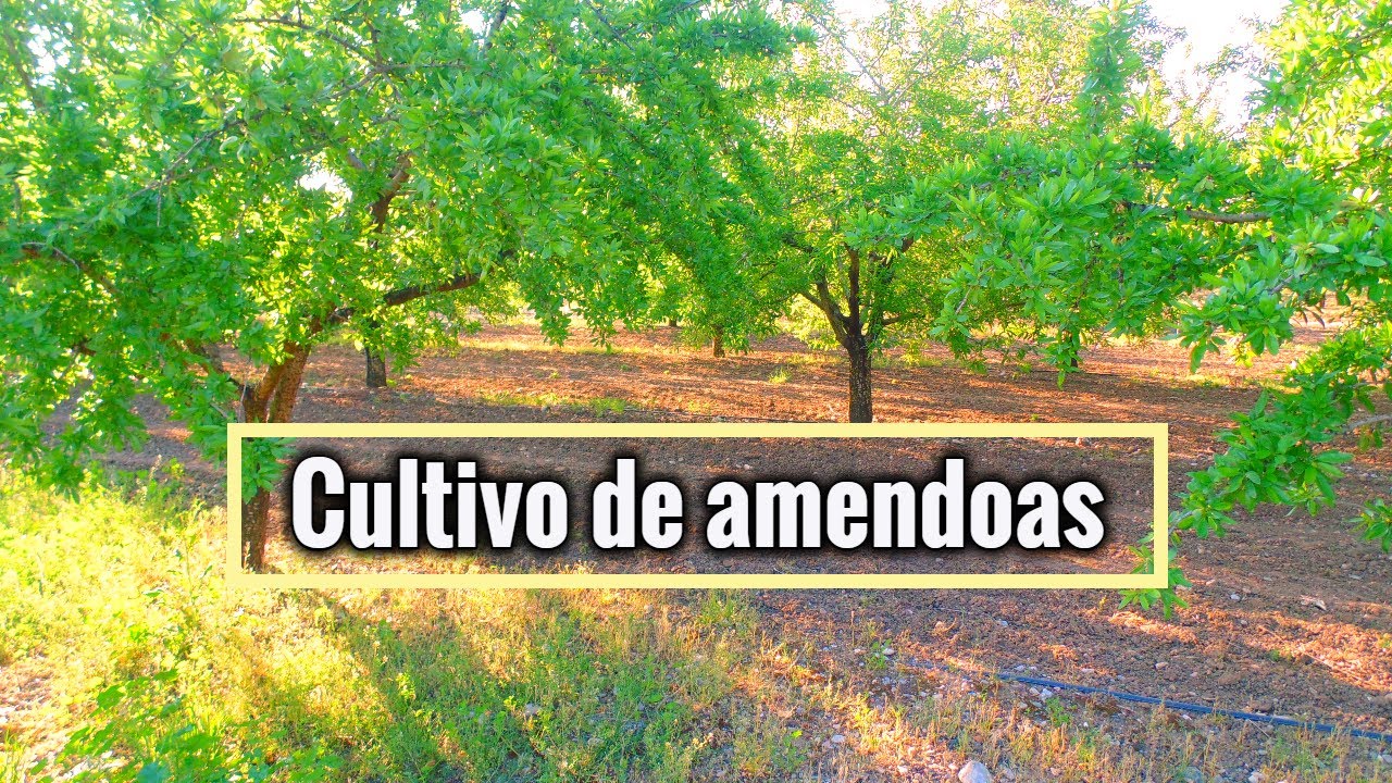 Cultivar Árvores de Amêndoa com fins Lucrativos