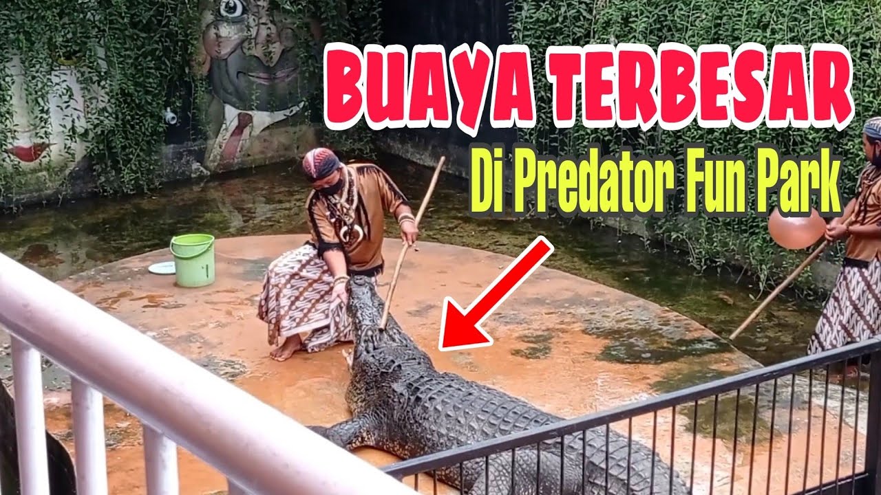 ATRAKSI BUAYA MUARA TERBESAR DI PREDATOR FUN PARK