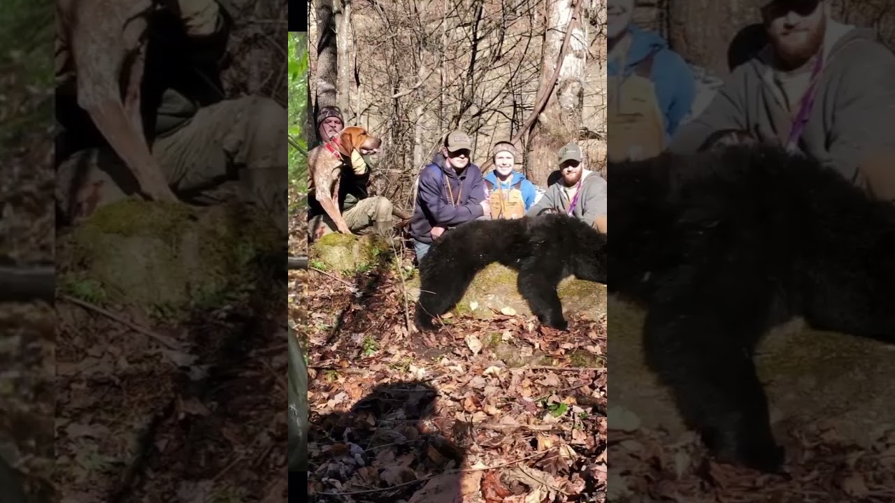 Red Oak Ridge English Hounds, Chasing these mountain bear.