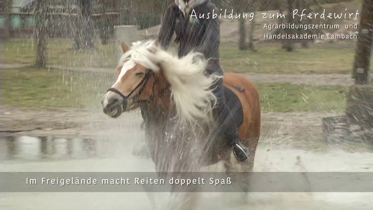 Ausbildung zum Pferdewirt