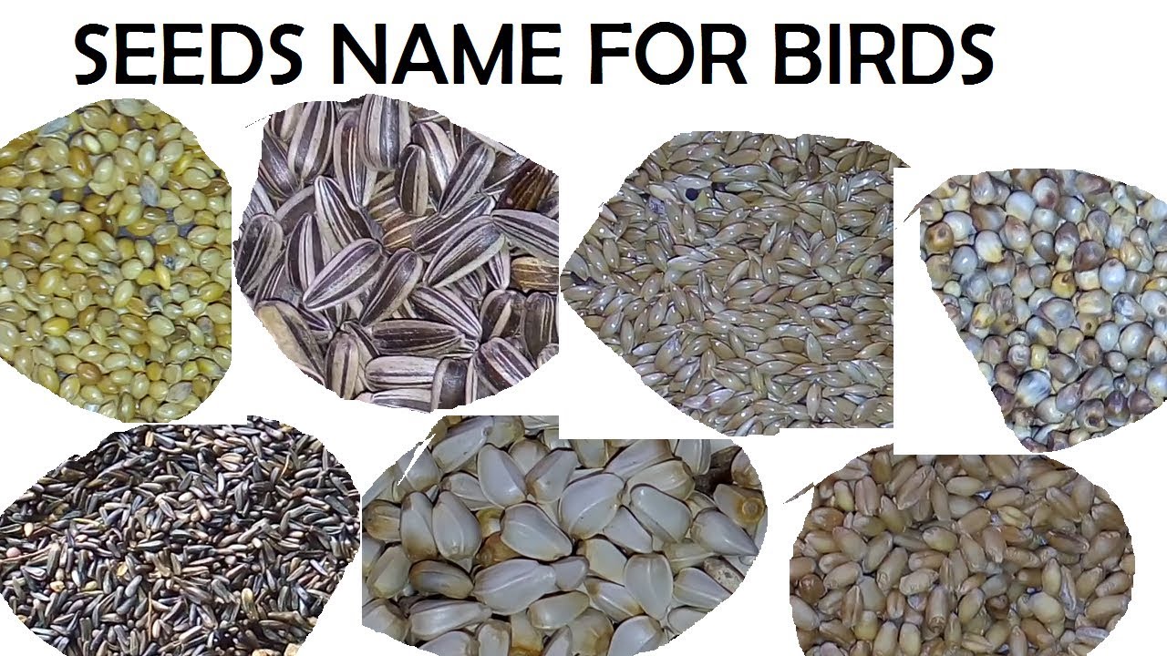 Different Type Of Seeds Name For Birds  | नाम के साथ Alag Alag Type seeds