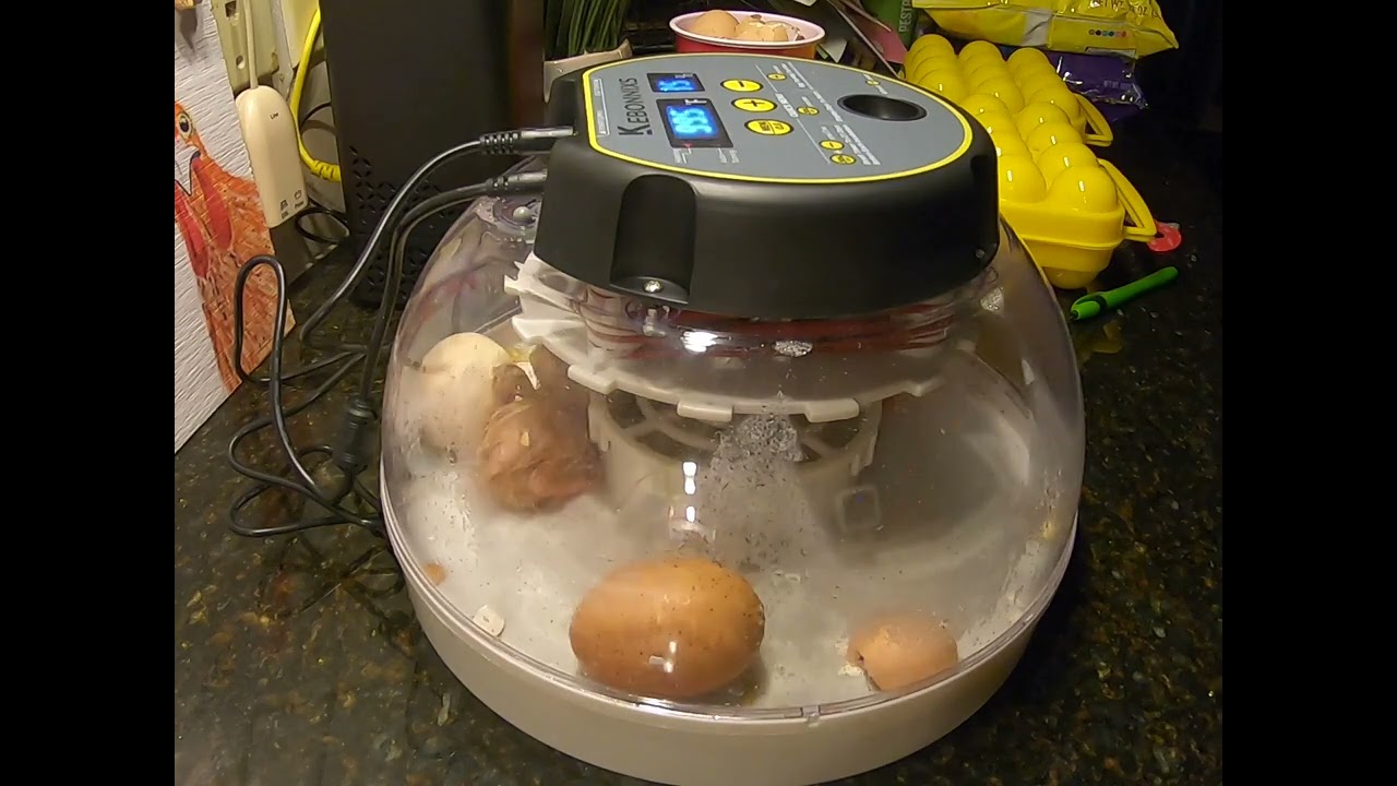 Timelapse Hatch of Chicks Day 21 in the Kebonnix Digital Incubator