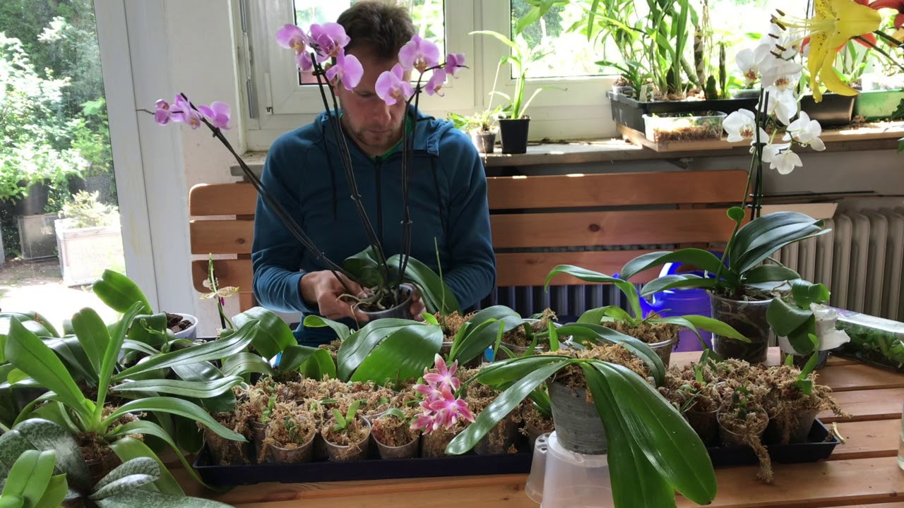 Grundlagen beim Umgang mit Phalaenopsis  - Alles über Orchideen #39 // Gartenschlau.com