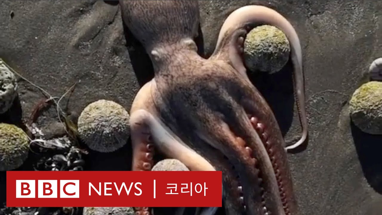 해양생물 무덤으로 변한 캄차카 - BBC News 코리아