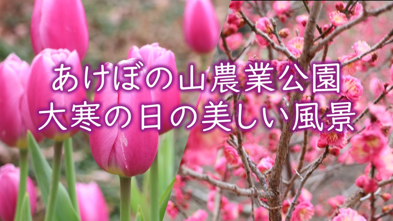 あけぼの山農業公園で梅が咲き始め！アイスチューリップも美しい 大寒の日の美しい風景/Akebonoyama Agricultural Park winter scenery/4K