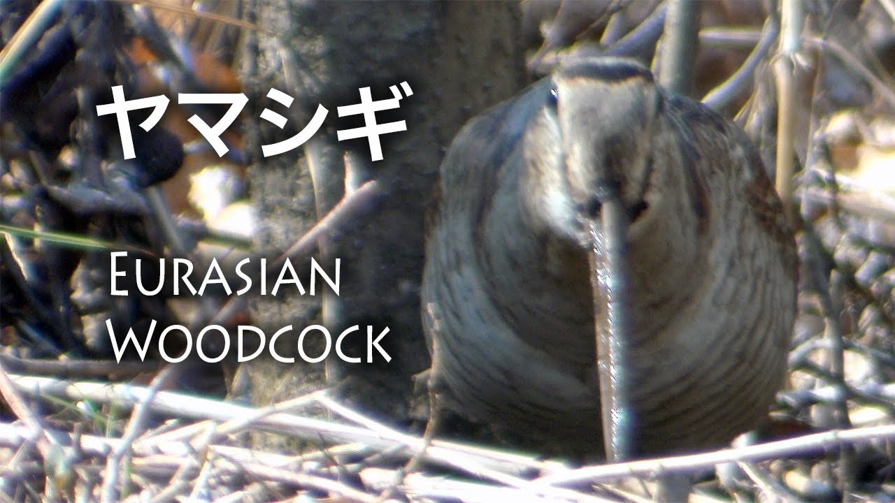 舞岡公園・ヤマシギ / Scolopax rusticola / Eurasian Woodcock