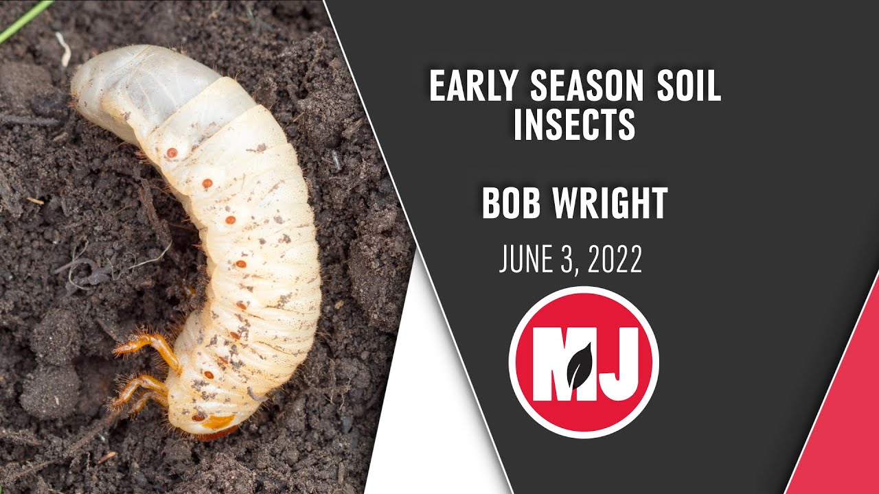 Crop Scouting-Soil Insects | Bob Wright | June 3, 2002