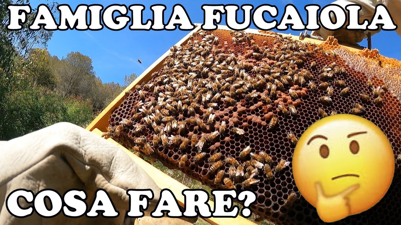 Famiglia Fucaiola: cosa fare? 🤔