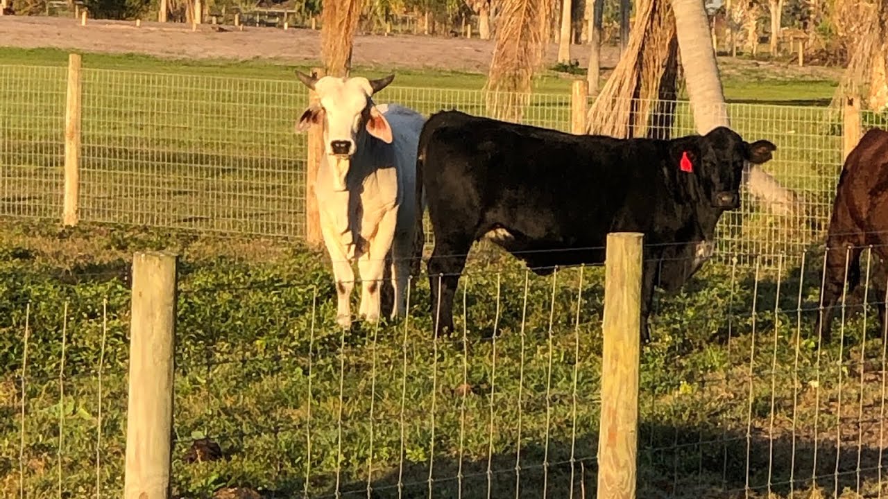 Wendy’s Pasture Project