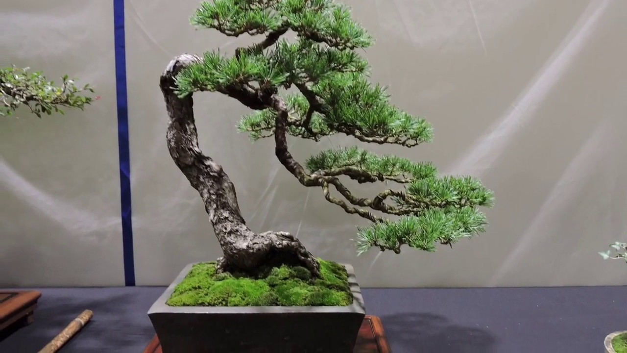 10th Heathrow Bonsai Show 2019 Part 3