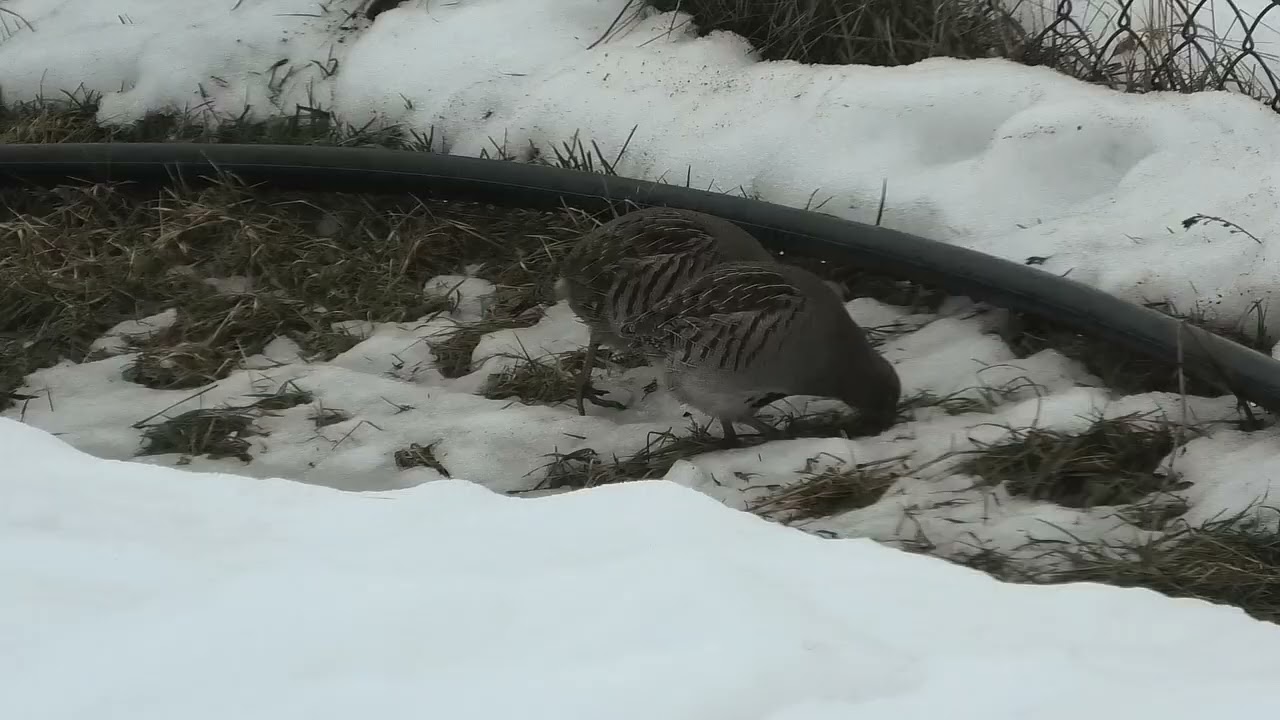 Під кінець зими куріпки йдуть до людей,бо тут безпечніше.