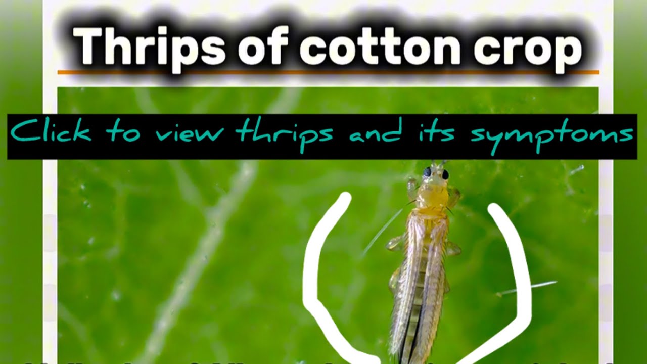 Thrips Attack on Cotton Crop| Symptoms, Identification & Damage Explained