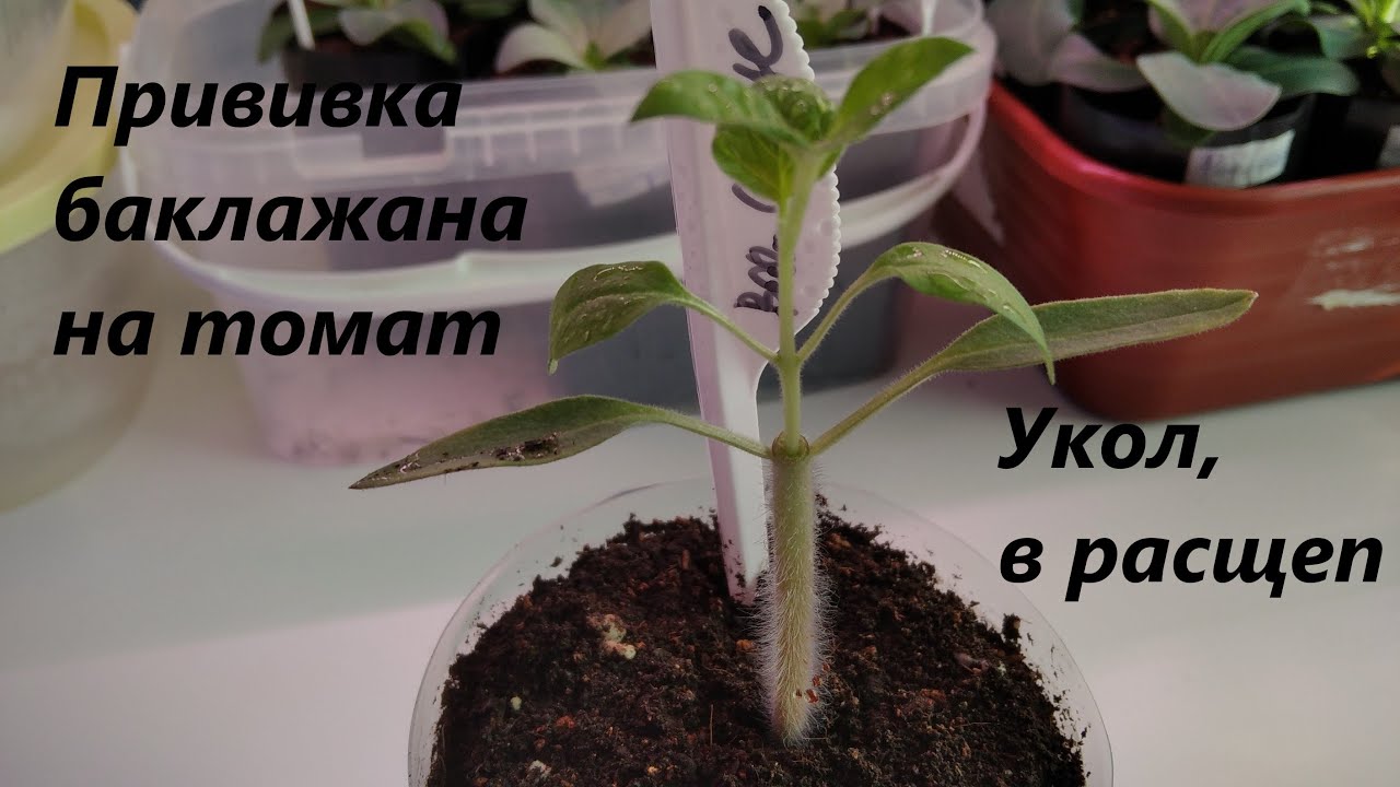 Прививка баклажана на томат укол в точку роста и прививка в расщеп_Eggplant grafting on tomato