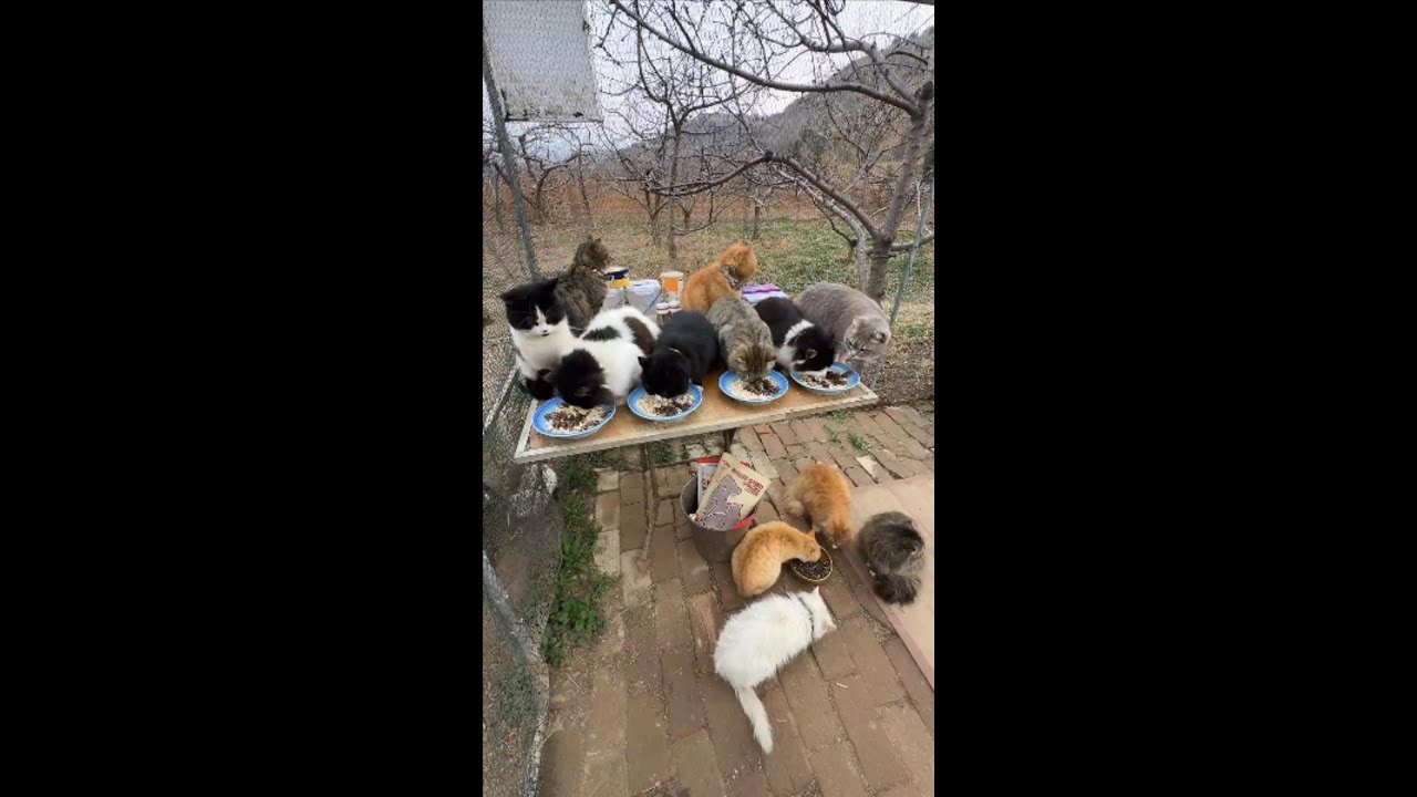 Cat and Dog Home