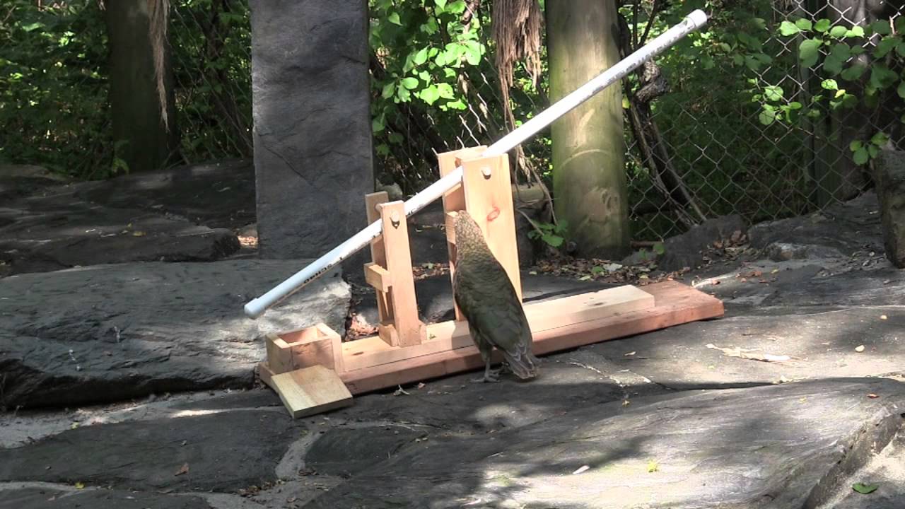 Kea parrot solves puzzle