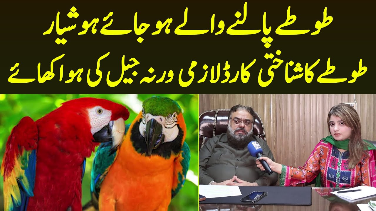Parrot Owners Tyar Ho Jaye Parrots Register Karwaye Ya Legal Action Ke Liye Ready Ho Jaye