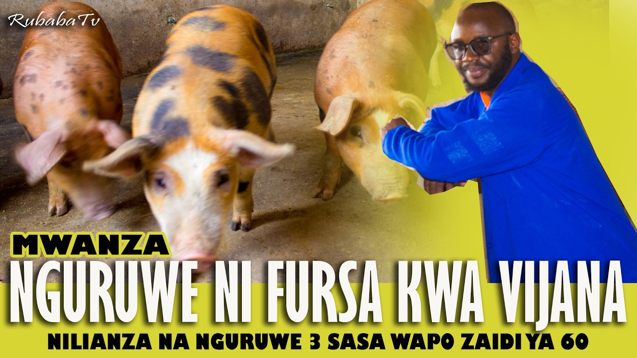 Alianza na Watatu Tu! Leo Ana Nguruwe 60+ Ndani ya Mwaka– Hii Ndio Siri ya Mafanikio ya Ufugaji