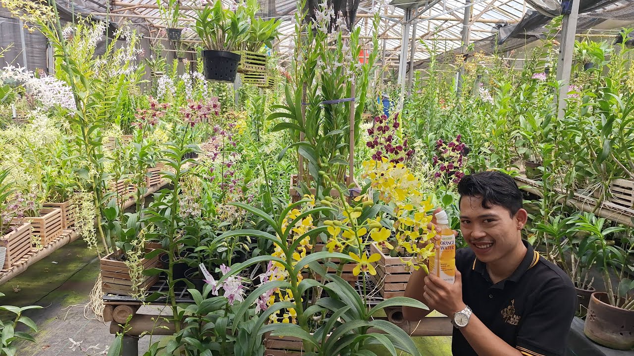 SUPER SALE ANGGREK SABTU CANDU BERBAGAI ANGGRRK KOLESIAN SUPER ISTIMEWA🥳🥳