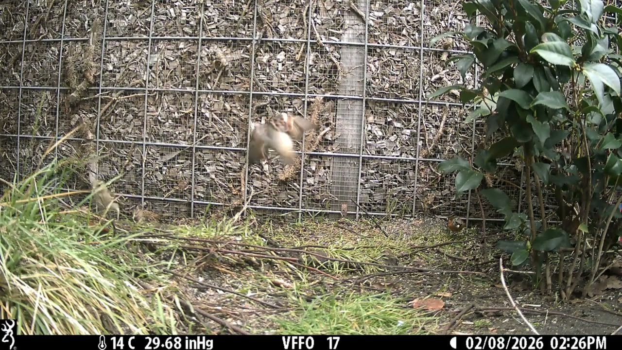 Keep - brambling - Bergfink - pinson du Nord