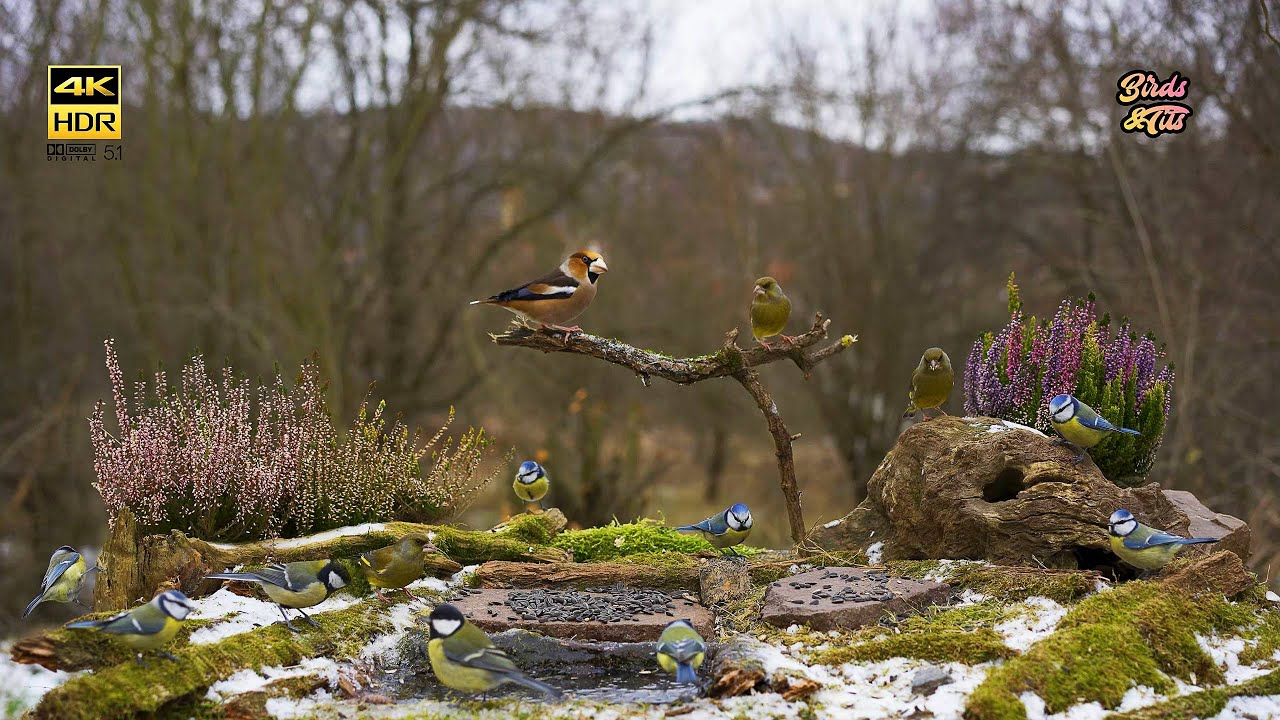 Cat tv 😻 Cute birds on feeder 🐦  4K HDR  🐶 PET tv