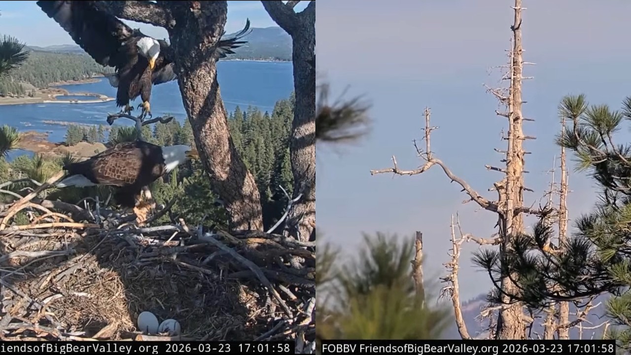 Jackie and Shadow, March 23 2026 @FOBBVCAM