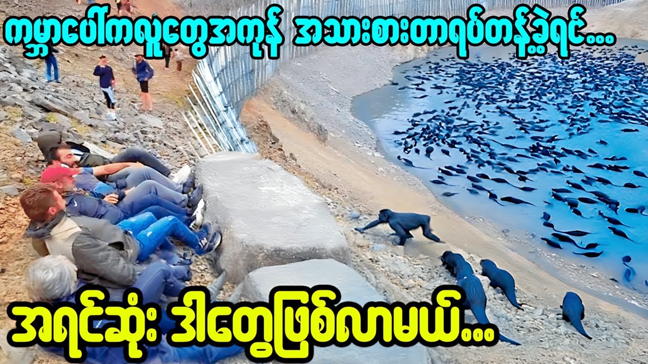 😱လူတွေအသားမစားတော့ရင် ကမ္ဘာပေါ်က တိရစ္ဆာန်(၃)ဘီလီယံကျော် ဘာဖြစ်သွားမလဲ? သင်စဉ်းစားဖူးလား?