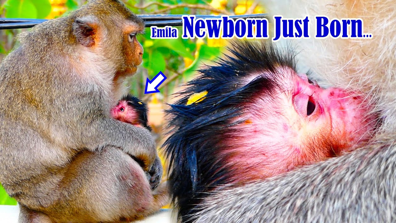 Congrats! Mother Monkey Emila gives birth to newborn successfully after lost Baby Emily this morning