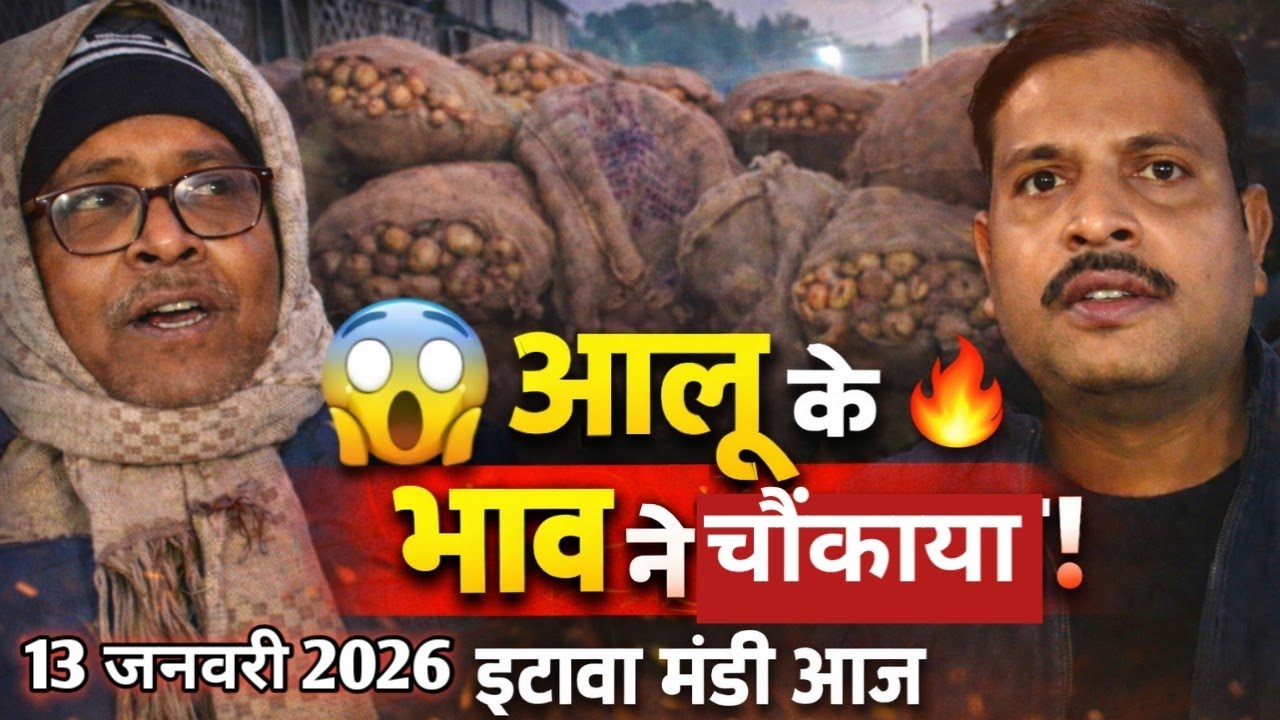 👉 आज का आलू का भाव | इटावा मंडी आलू रेट आज | 13 जनवरी 2026