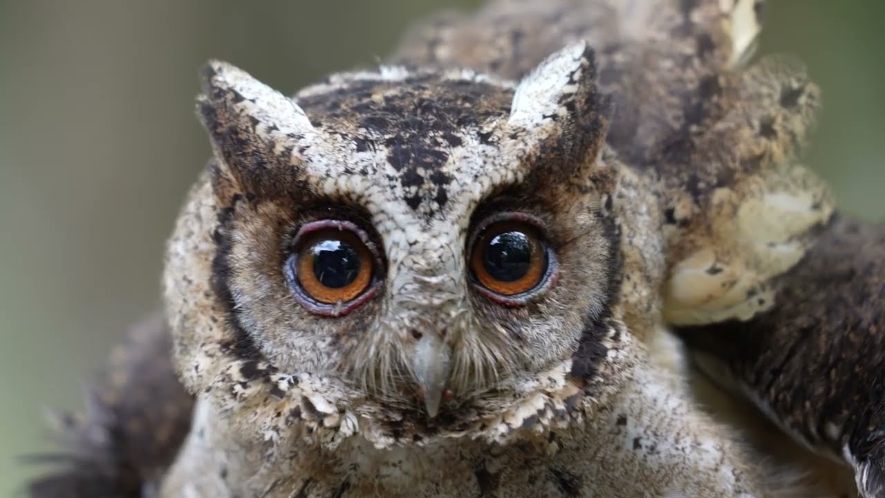 A natural wonder is slipping through our fingers ~ Reforesting Sumatra, Indonesia