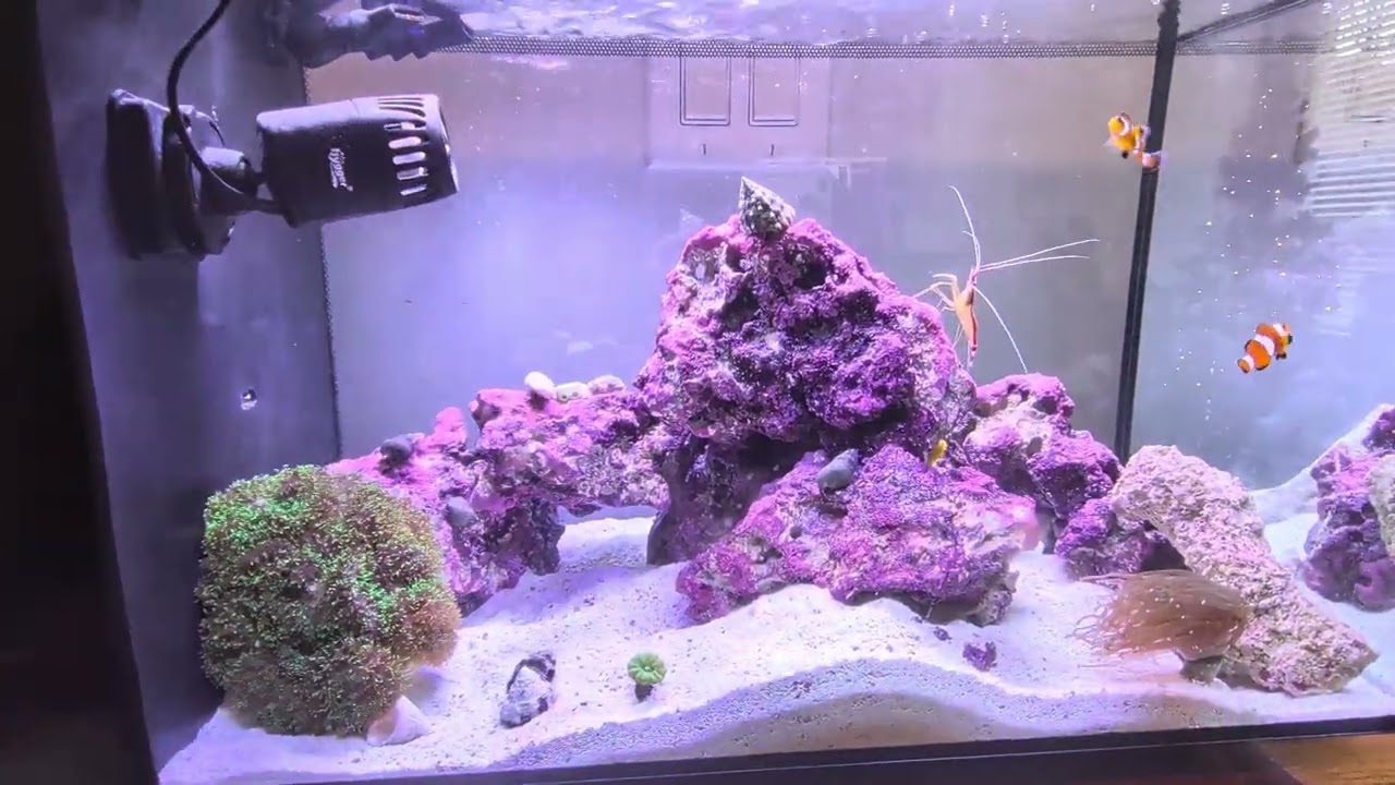 The Hermit Crabs Hunted My Livestock! #fishkeepinghobby #saltwateraquarium 