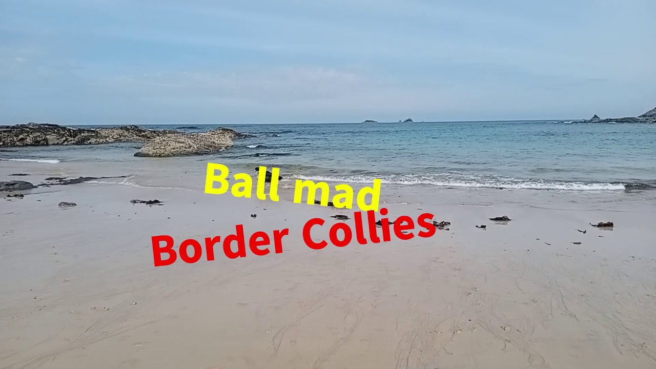 Messing about in the water  - ball mad border collies