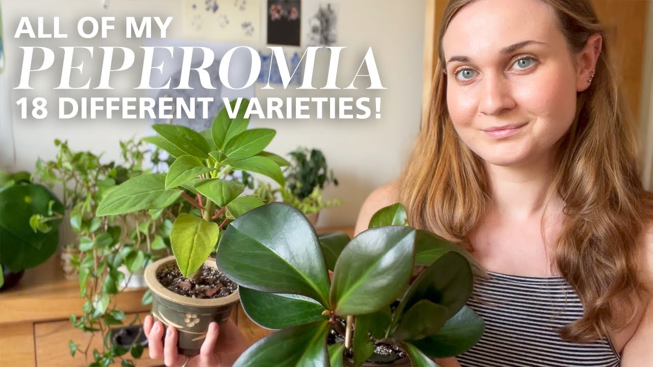 My entire Peperomia collection! 18 different types of Peperomia