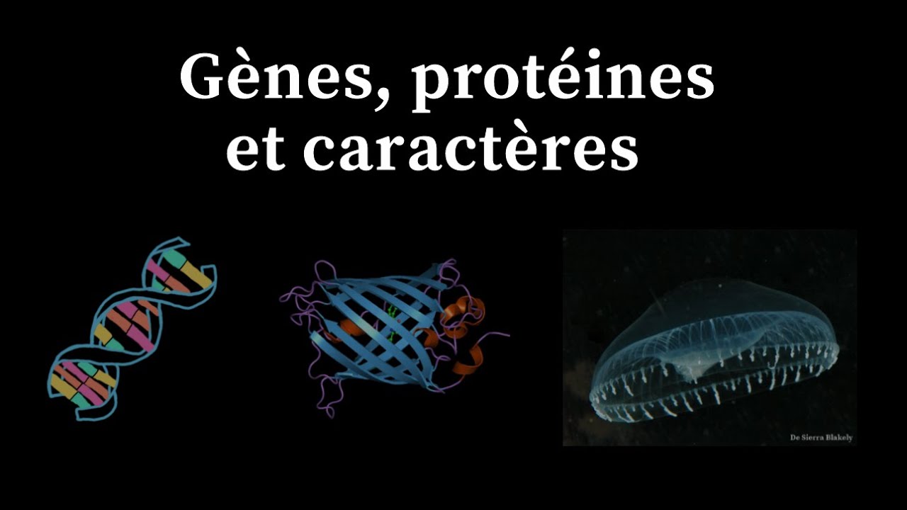 Gènes, protéines et caractères