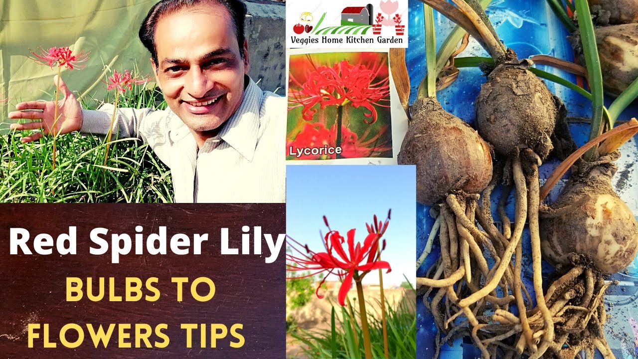 How to grow Red Spider Lily Bulbs with tips at @AsimGarden | Lycoris Radiata Flowers