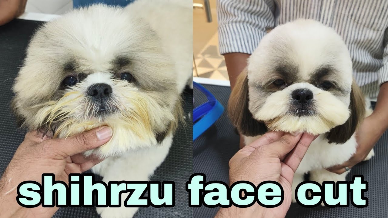 Shih Tzu Face Cut Grooming | Shih Tzu Dog Ka Face Haircut Full Tutorial | Easy Grooming Tips"