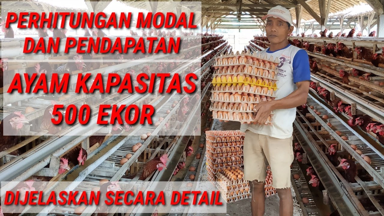 Usaha Ternak Ayam Petelur 500 ekor  [OMSET PULUHAN JUTA/BULAN]