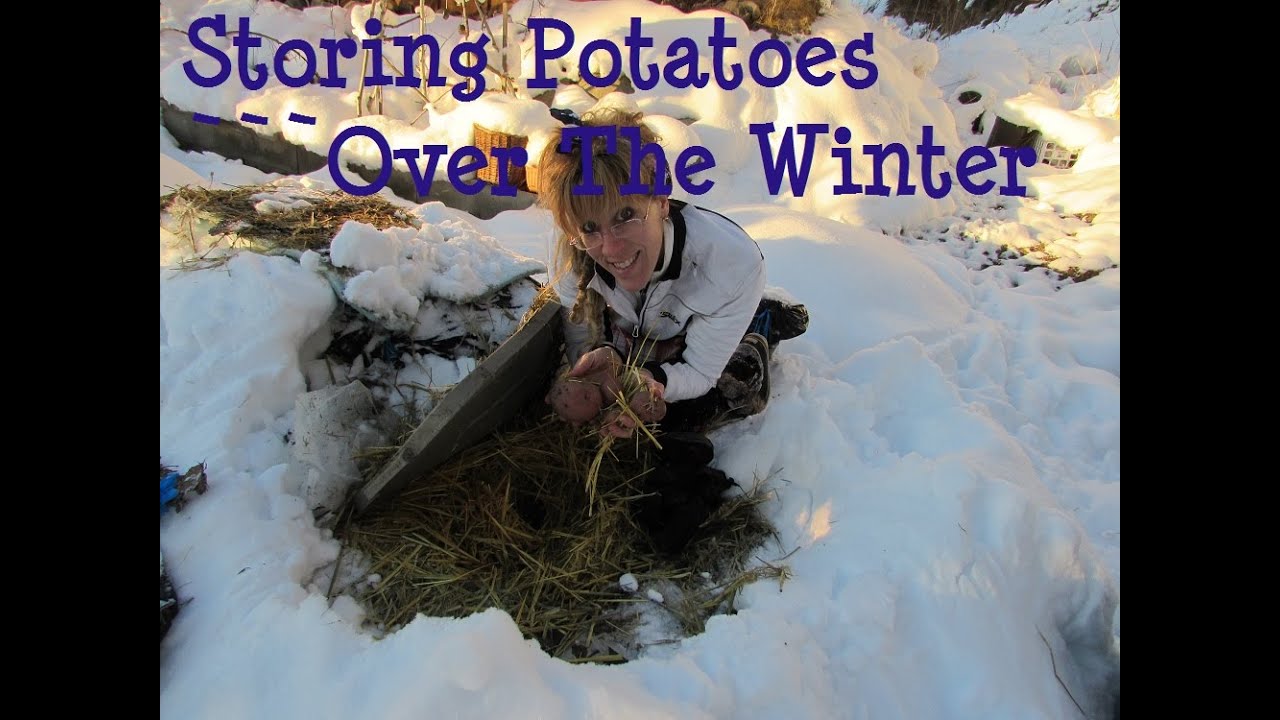 Off Grid Winter: Storing Potatoes Over Winter