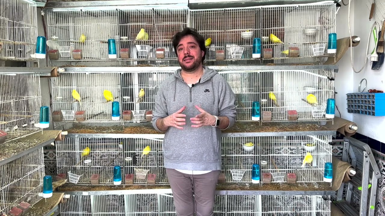 ENCELANTE MÁS EFECTIVO Y BARATO👌🐥