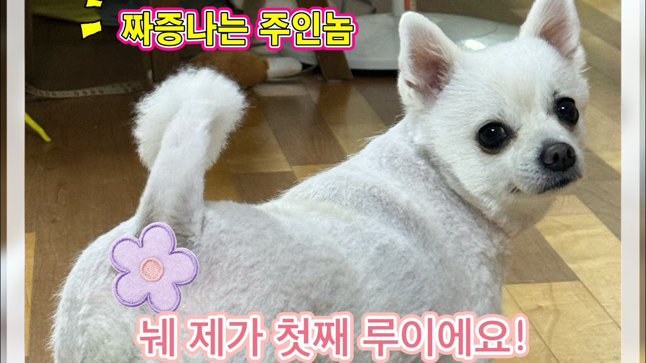 네 제가 첫째 루이에요~ (소개영상입니다)